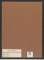 Entogonia amabilis Grev. (de-Toni-Nr.: Genus 141, Species 4075) Zeichnungen Sammlung Grunow Mappe 04087 (Herbarium_W_Grunow_drawings_Folder_04087)